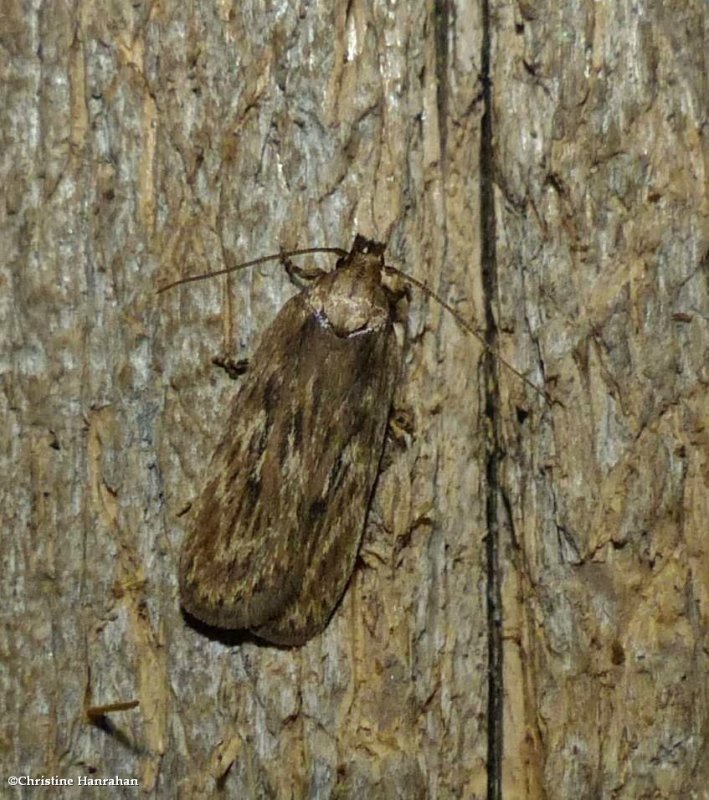 Parsnip webworm moth  (Depressaria radiella), #0922
