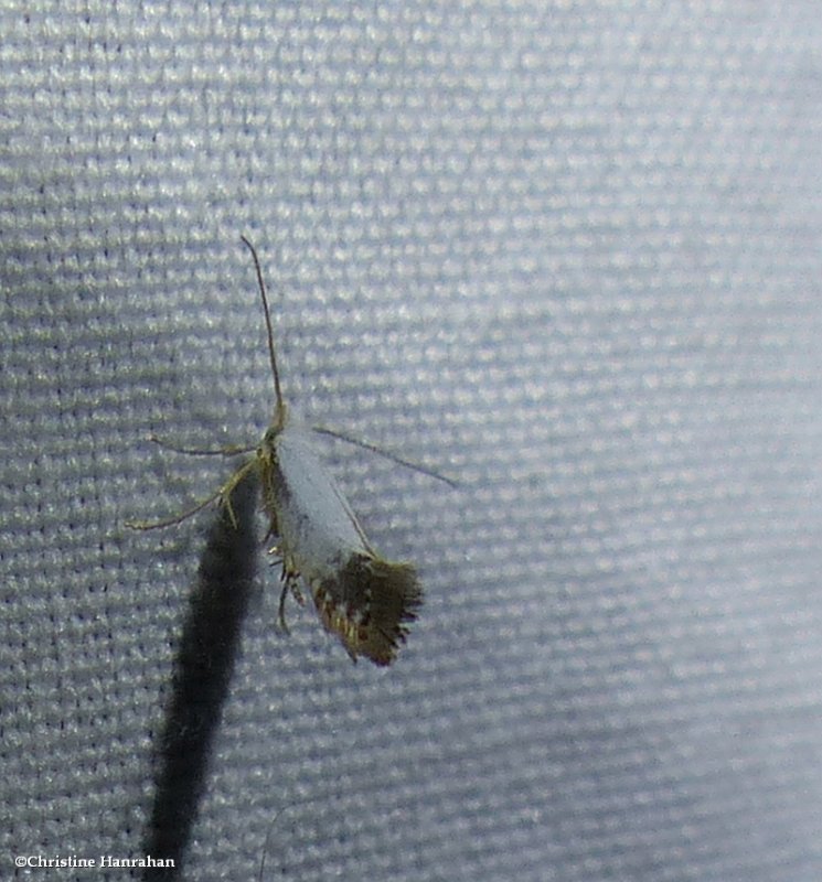 Shiny head-standing moth (Argyresthia apicimaculella), #2438