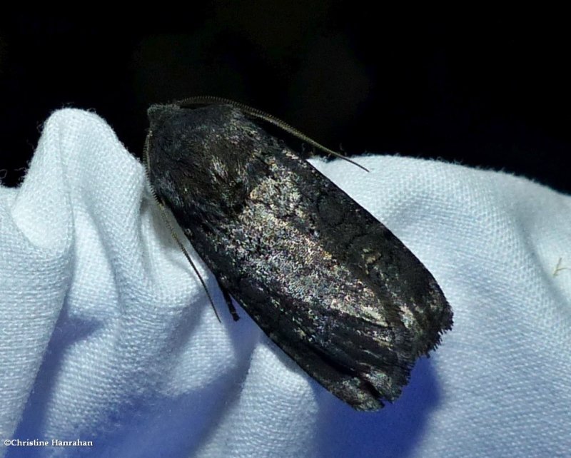 Fleece-winged dart moth (Euxoa velleripennis), #10803