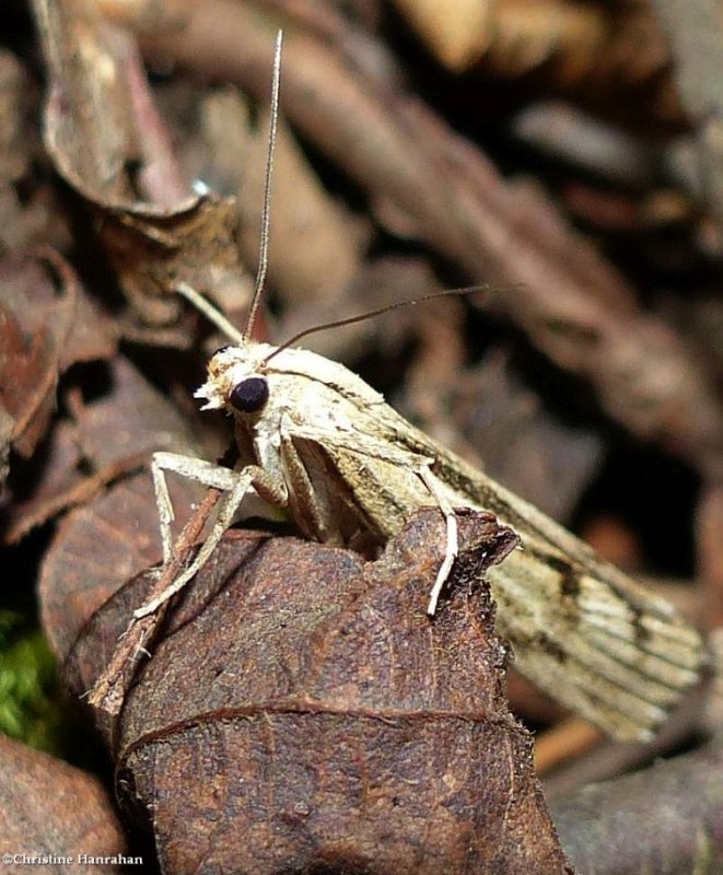 Sod webworm moth  (Pediasia trisecta), #5413