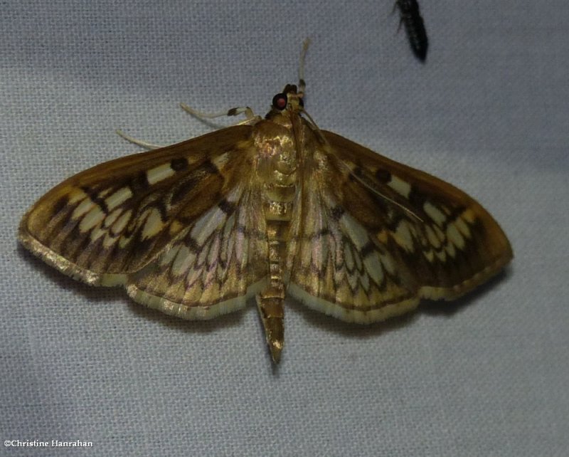 Zigzag herpetogramma moth  (Herpetogramma thestealis), #5277