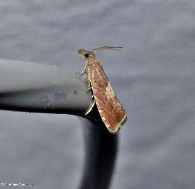 Sharp-winged drill moth (Dichrorampha acuminatana), #3412.1