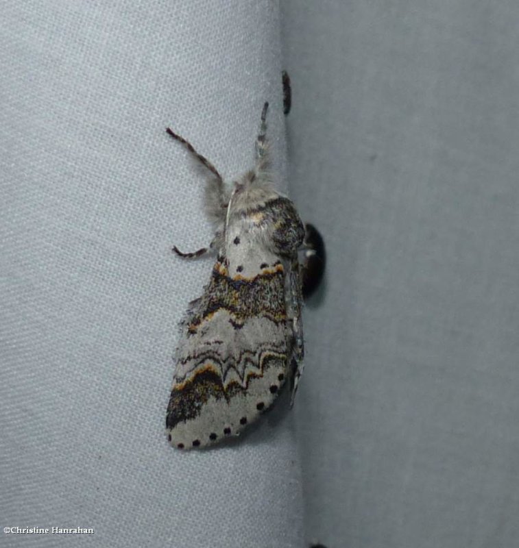 Western furcula moth (Furcula occidentalis), #7939