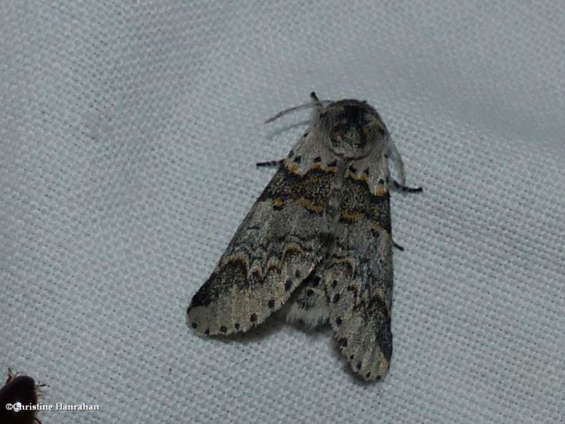 Western furcula moth (Furcula occidentalis), #7939