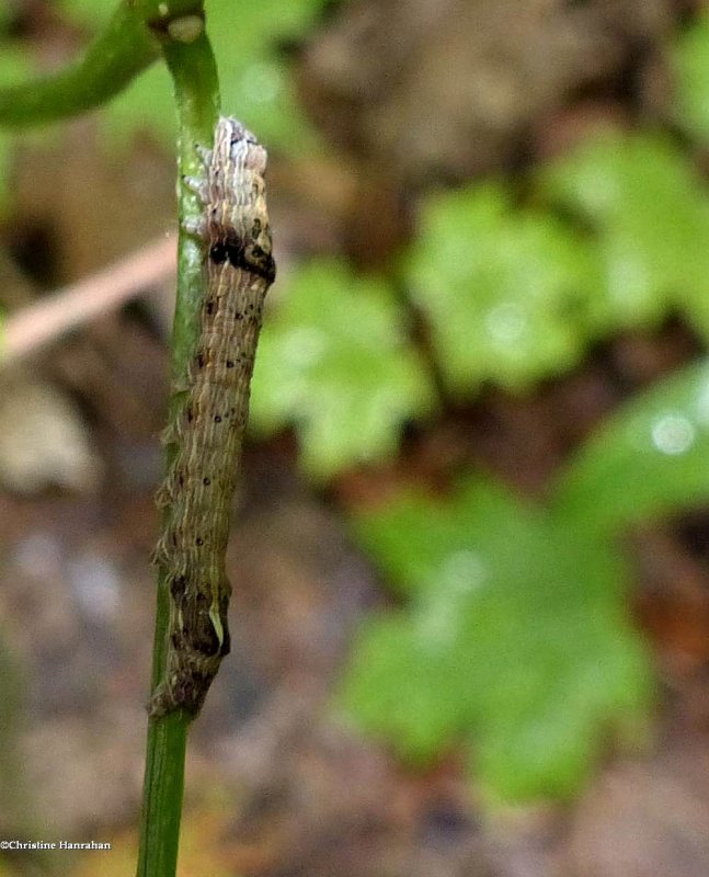 Fringe-tree sallow moth caterpillar (Sympistis chionanthi), #10067