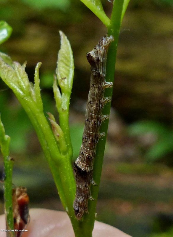 Fringe-tree sallow moth caterpillar  (Sympistis chionanthi), #10067