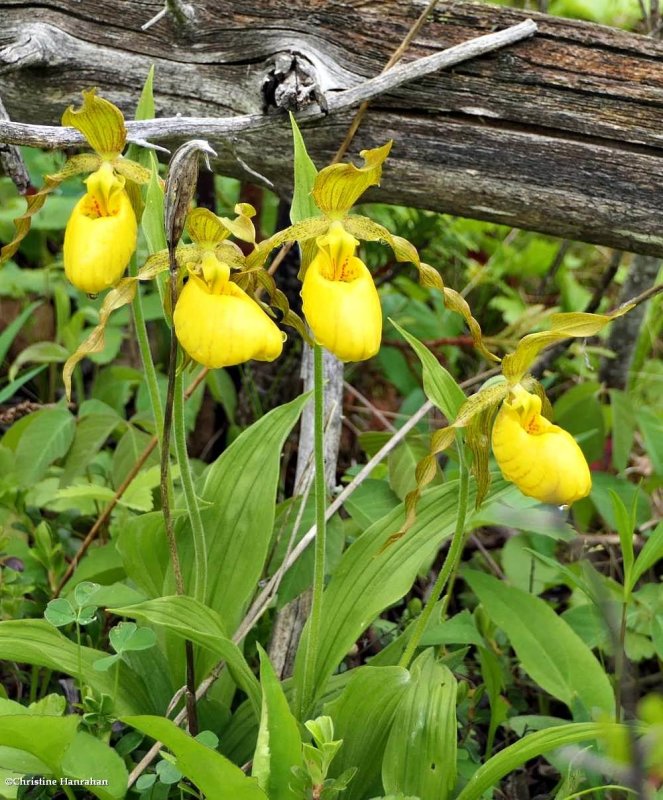 Yellow ladyslipper orchid (Cypripedium parviflorum)