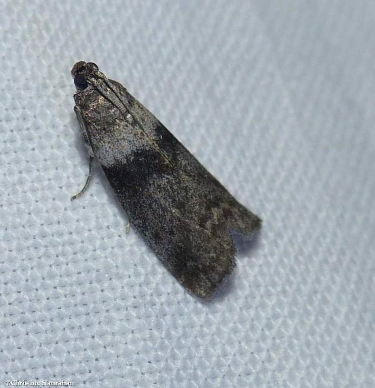 Lesser aspen webworm moth (Meroptera pravella), #5787