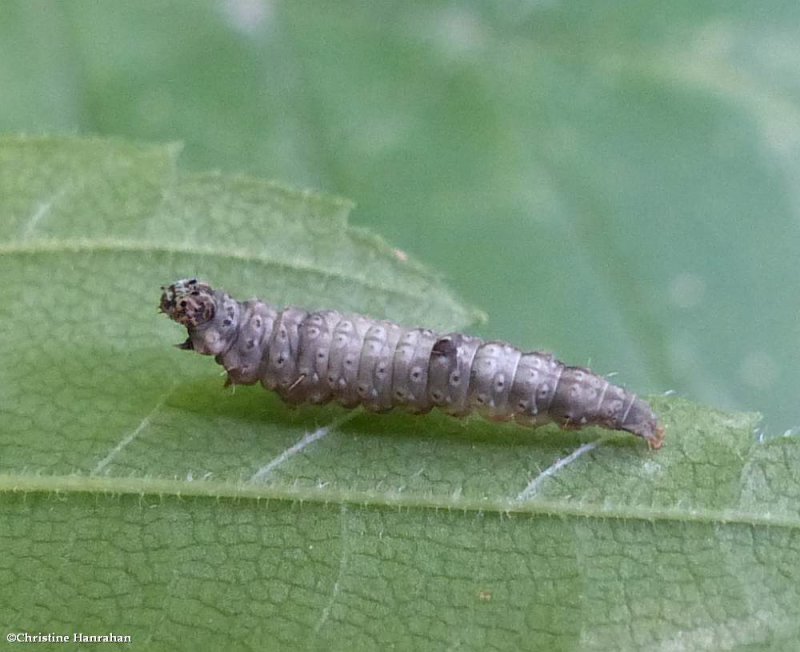 False burnet moth caterpillar (Wockia asperipunctella), #2415