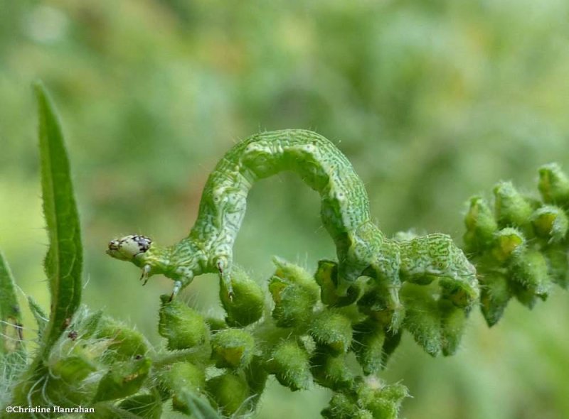 Olive-shaded Bird-dropping moth caterpillar  (Ponometia)