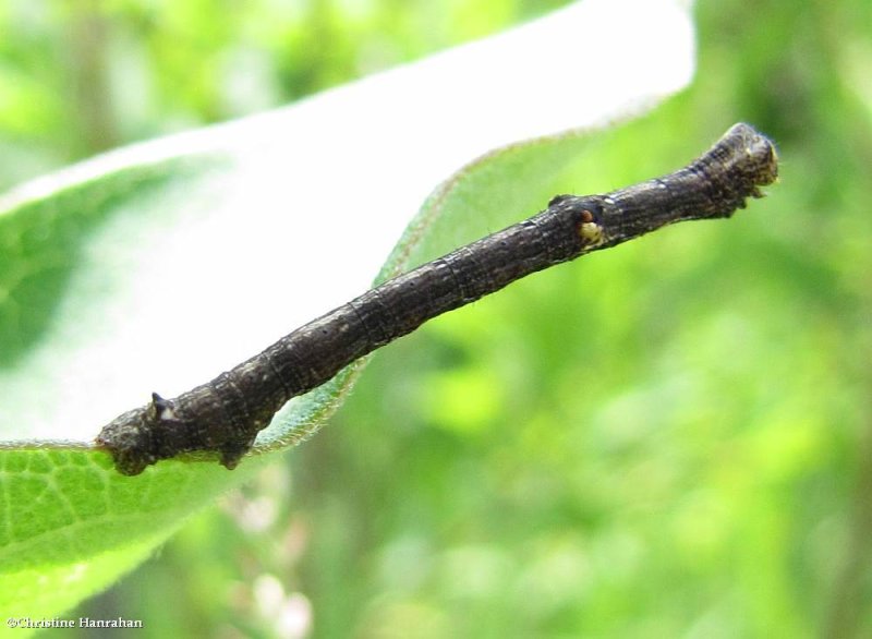 Common gray moth caterpillar  (Anavitrinella pampinaria), #6590