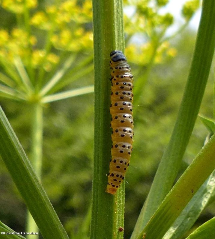 Parsnip webworm moth caterpillar (Depressaria radiella), #0922