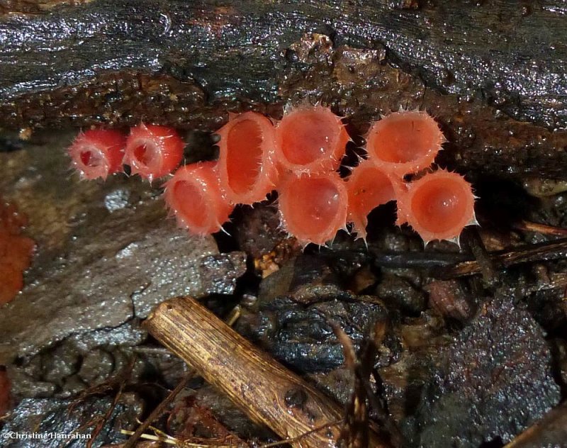 Shaggy scarlet cup fungi (Microstoma floccosum)