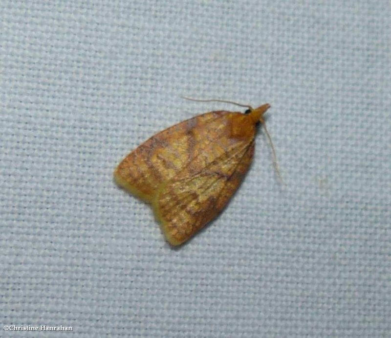 Maple-basswood leafroller moth (<em>Cenopis pettitana</em>), #3725