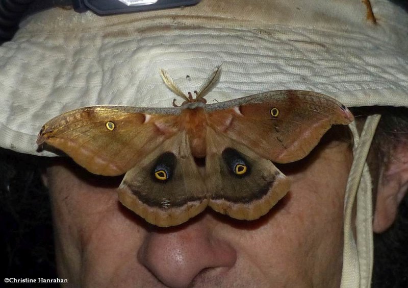 Polyphemus moth  (Antheraea polyphemus), #7757