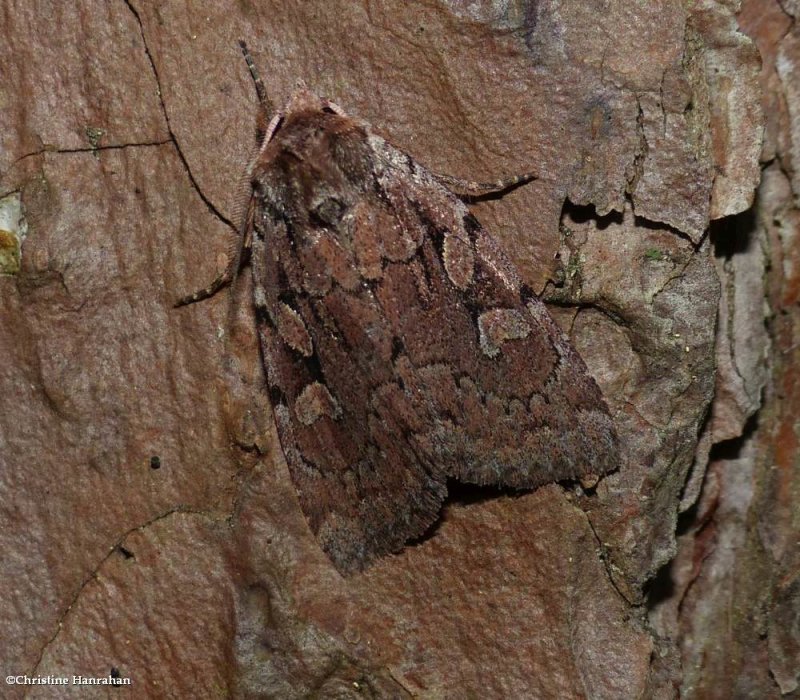 Praevia dart moth (Xestia praevia), #10968.1