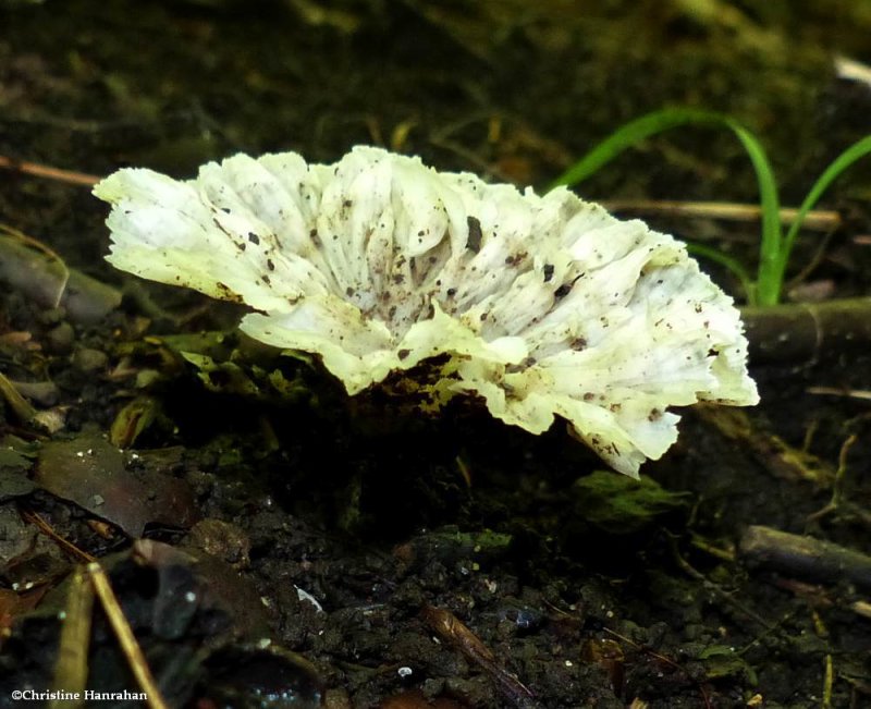 Fungus (Order:Thelephorale)