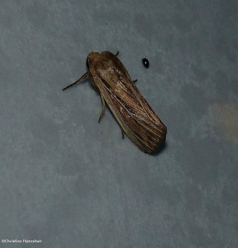 Two-lined wainscot (Leucania commoides), #10447