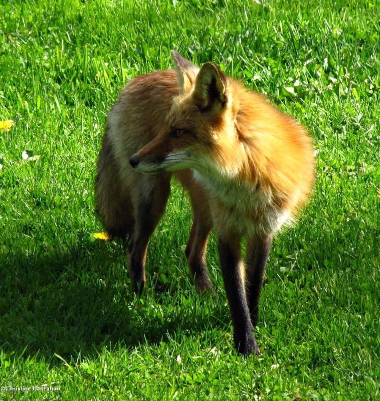 Red fox (Vulpes vulpes)