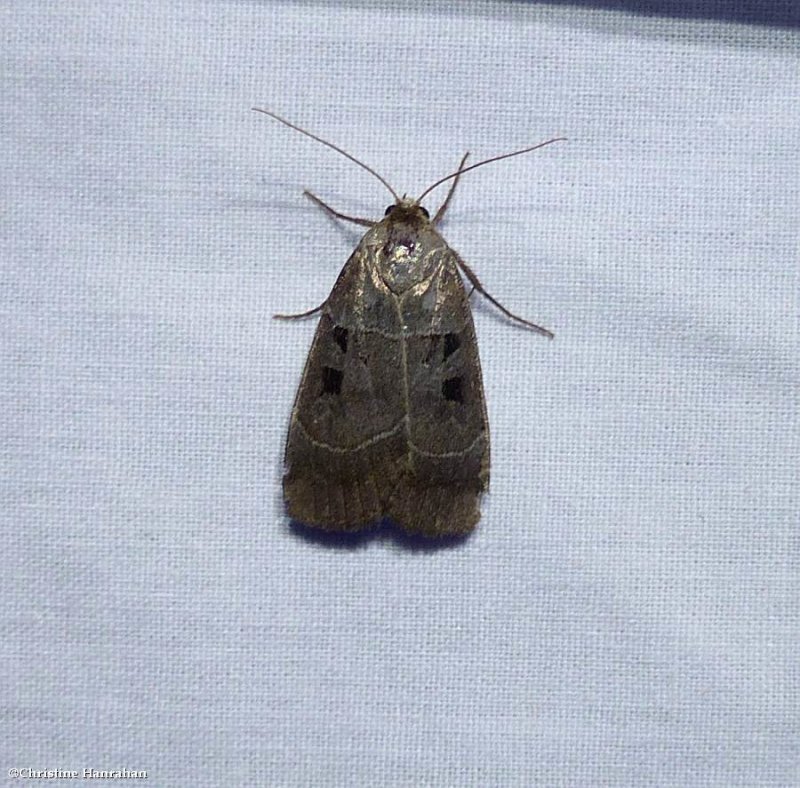 Collared dart moth (Anorisma bugrai), #10954