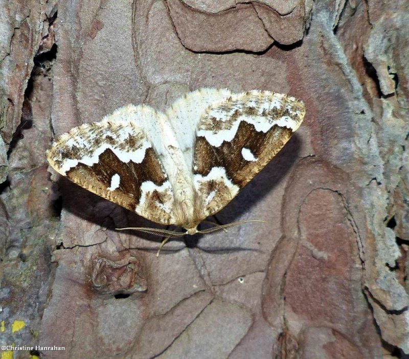 Gray spruce looper moth  (<em>Caripeta divisata</em>), #6863