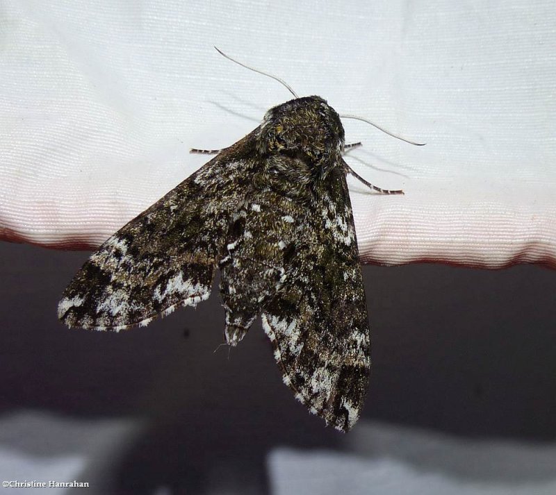 Pawpaw sphinx moth (Dolba hyloeus), #7784