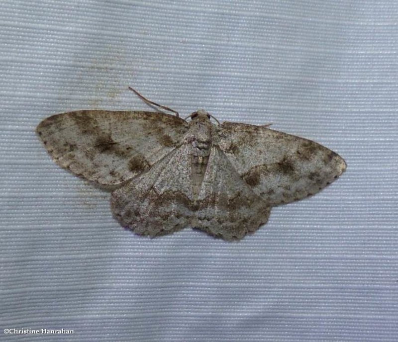 Small engrailed  moth (Ectropis crepuscularia), #6597