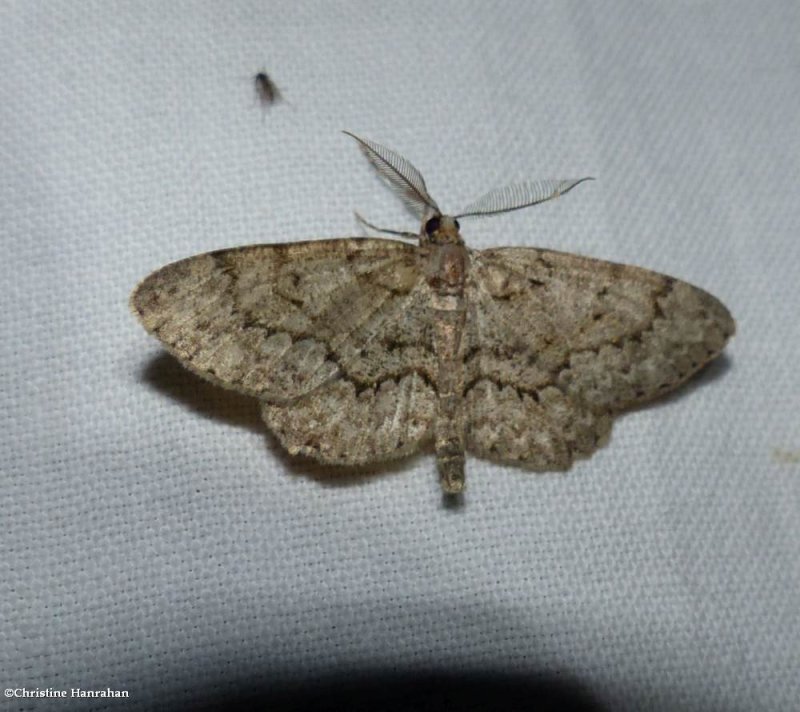 Porcelain gray moth (Protoboarmia porcelaria),  #6598