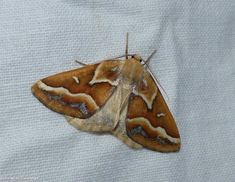 Brown pine looper moth  (Caripeta angustiorata),  #6867