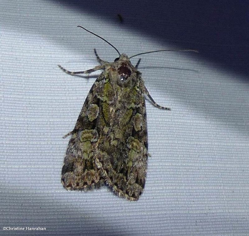 Dappled dart moth (Anaplectoides pressus), #11001