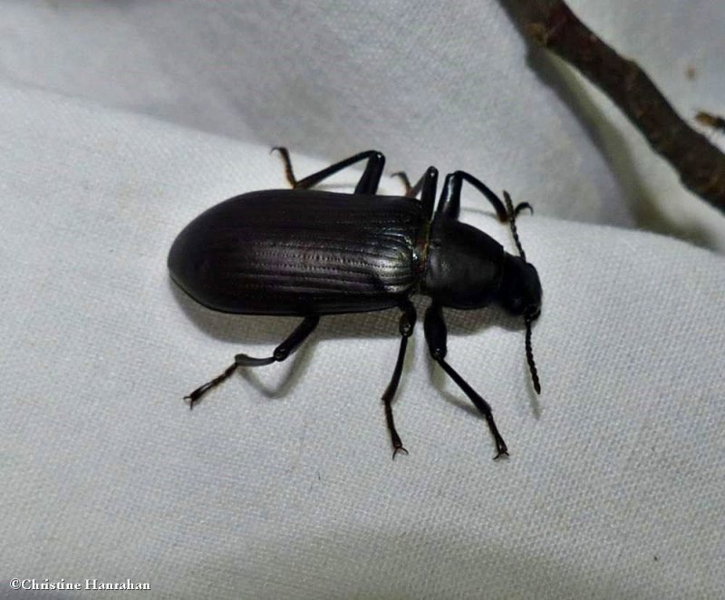 False mealworm beetle ( Alobates pensylvanicus)