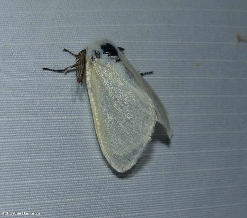White satin moth  (Leucoma salicis), #8319