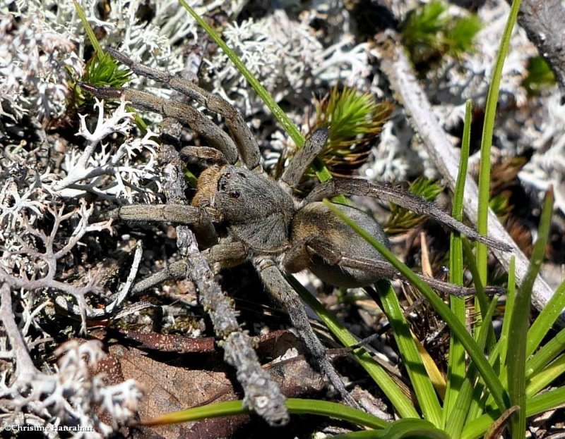 Wolf spider (Geolycosa), female