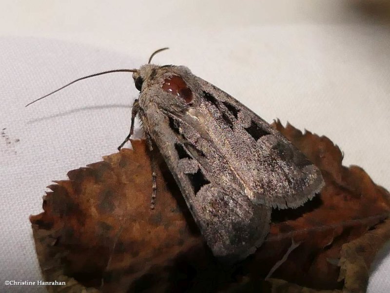 Euxoa tristicula moth  (Euxoa tristicula), #10723
