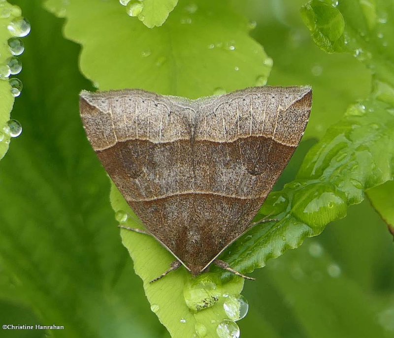 Maple looper moth (Parallelia bistriaris), #8727