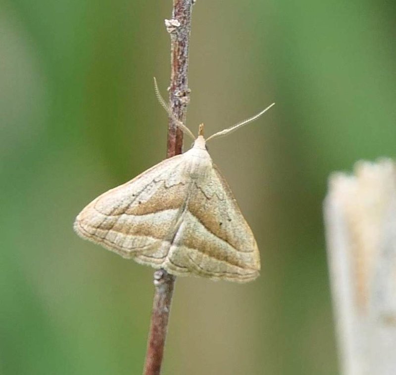 Slant-lined owlet moth  (Macrochilo absorptalis),   #8357