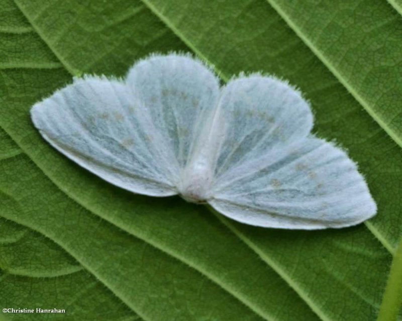 Northern eudeilinia moth (Eudeilinia herminiata), #6253