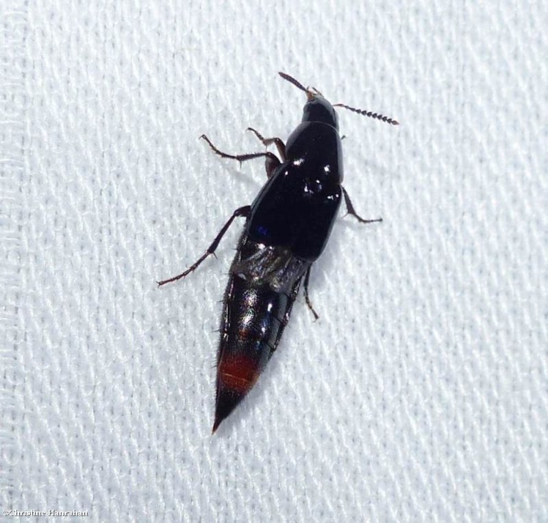 Rove beetle (Tribe: Mycetoporini)