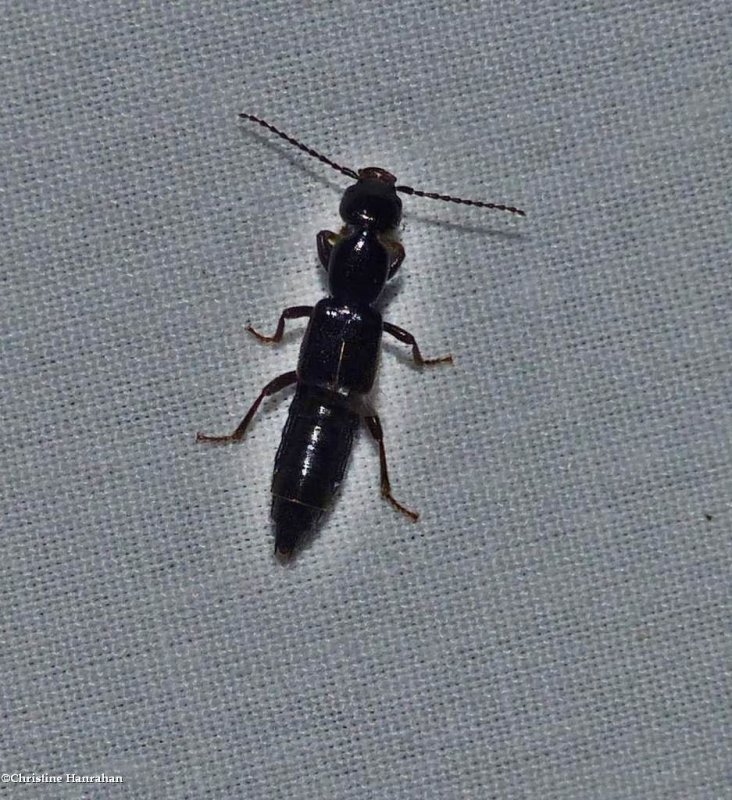Rove beetle (Subfamily: Paederinae)