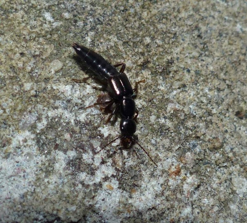 Rove beetle (Tribe: Lathrobiini)