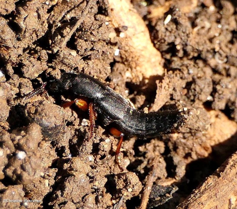 Rove Beetles (Family: Staphylinidae)