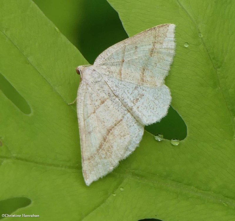 Northern petrophora moth  (Petrophora subaequaria), #6804