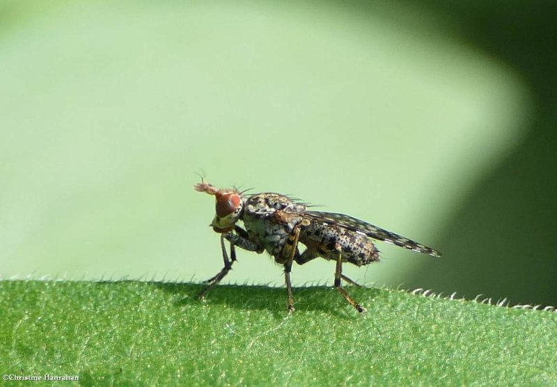 Marsh fly (Dictya) 
