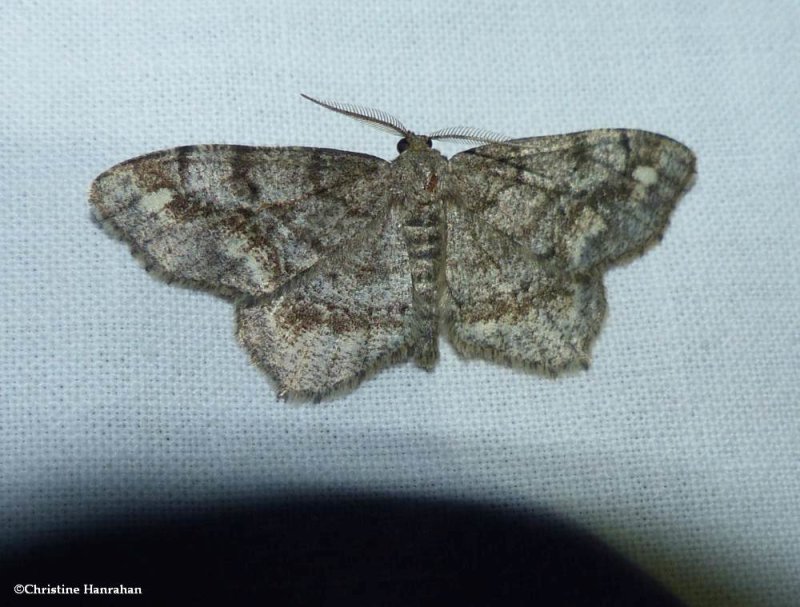 One-spotted variant moth (Hypagyrtis unipunctata), #6654