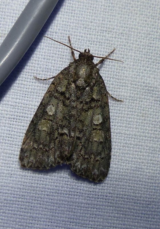 Small oak dagger moth   (Acronicta increta), #9249