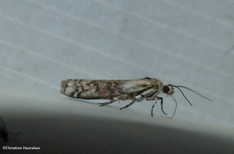 Pyralid moth (Tribe Phycitini)