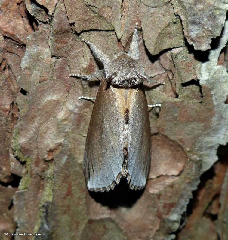 Elegant prominent moth  (Pheosidea elegans), #7924