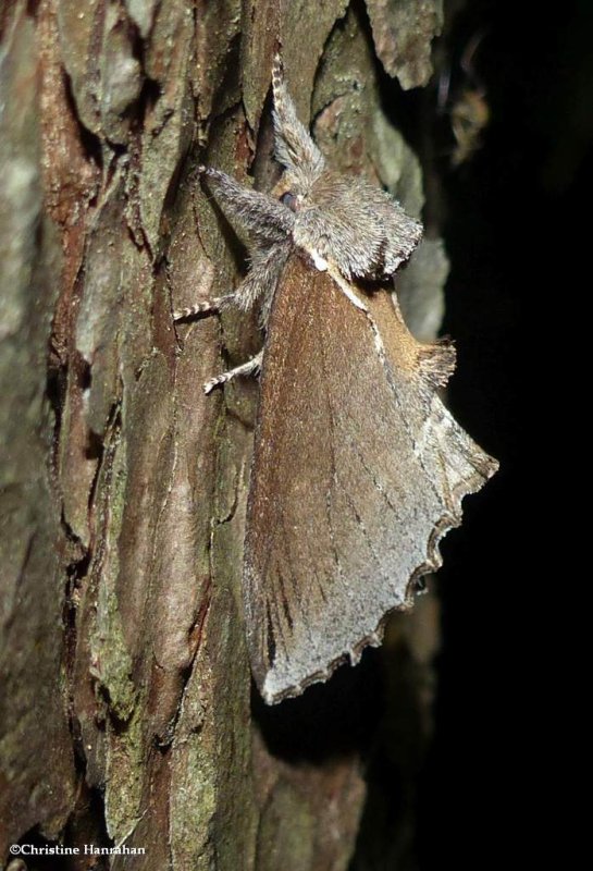 Elegant prominent moth  (Pheosidea elegans), #7924