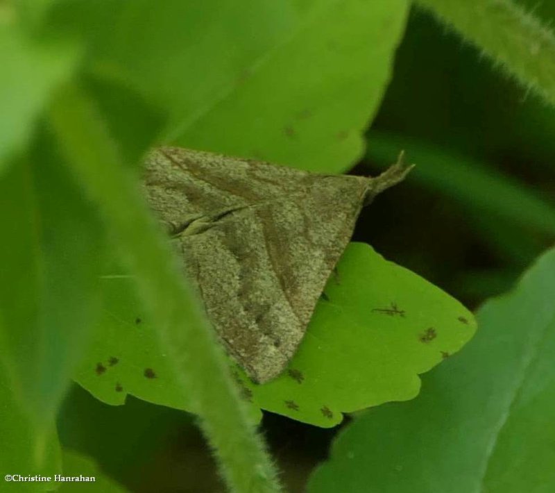 Hypena atomaria moth (Hypena atomaria), #8450
