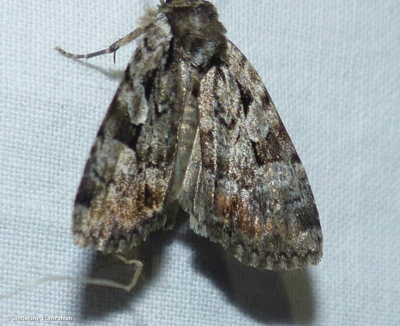 Quivering dart moth (Aplectoides condita), #10999